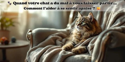 Chat installé dans un fauteuil confortable, au regard songeur et attentif, illustrant l’anxiété de séparation chez le chat et son besoin de sécurité en l’absence de son humain
