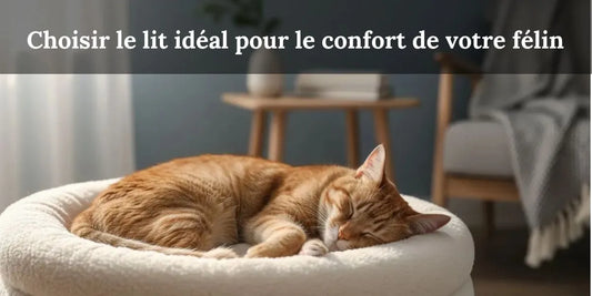 Chat confortablement installé dans un lit douillet