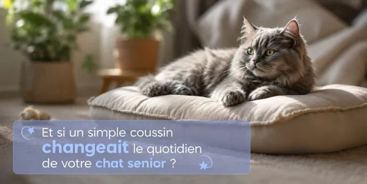 Chat senior allongé sur un coussin ergonomique favorisant le confort articulaire et le bien-être au quotidien.