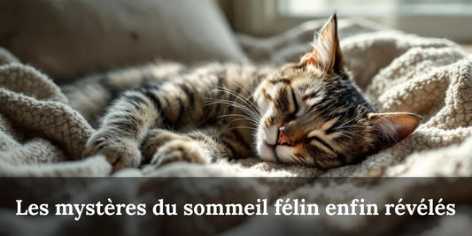 Chat tigré endormi paisiblement sur des couvertures moelleuses illustrant le cycle du sommeil félin