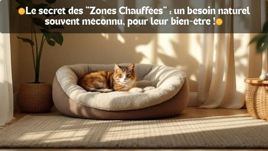 Le secret des zones chauffées : un besoin naturel félin souvent méconnu