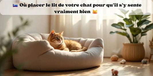 Où placer le lit de votre chat pour son confort quotidien