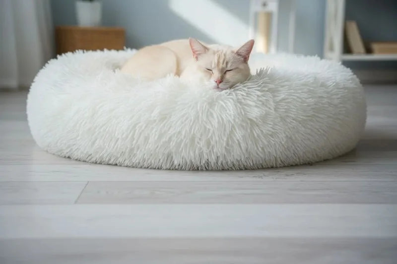 Chat blanc paisiblement endormi dans un couchage doux et apaisant de Passion Félins