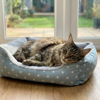 Coussin chat Douillet TOUDOUX™ Espace de Repos Moelleux Accueillant avec Douceur Jour Après Jour