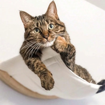 Hamac pour chat Confort Mural Répond aux Besoins Instinctif Observation Surveillance Territoire
