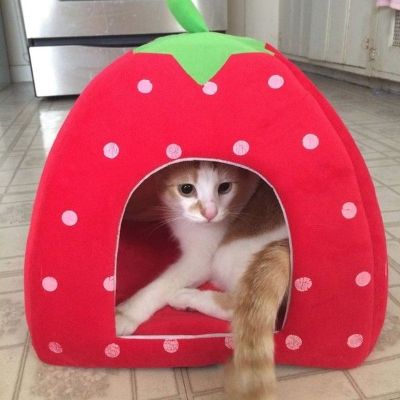 Niche pour chat COZYSPOT™ Coin Paisible Anti Stress Parfait pour se Ressourcer